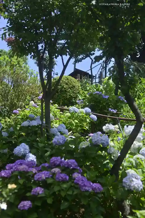 白山神社(東京都)