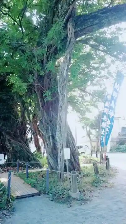 野島神社の自然