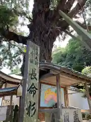 極楽寺の自然