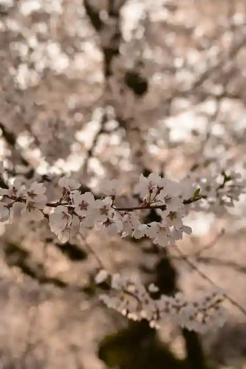 掌禅寺(愛媛県)
