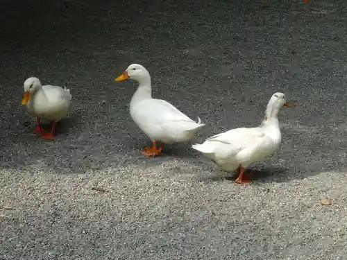 平塚八幡宮の動物
