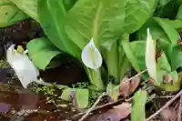 鹿島大神宮の自然