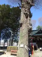 天縛皇神社の自然