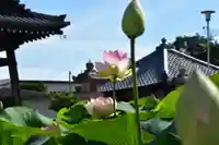 家原寺の自然