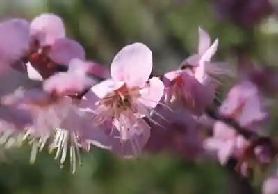 意賀美神社(大阪府)
