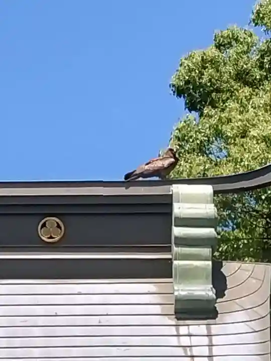 妙見神社の動物