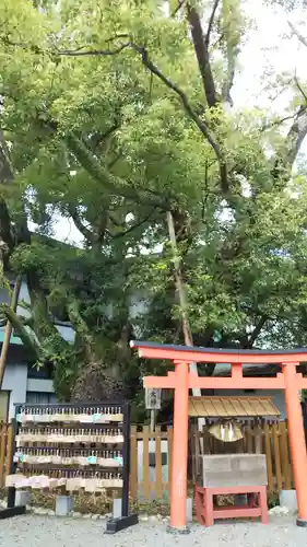 富知六所浅間神社の自然