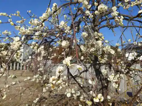 岩国白蛇神社の自然