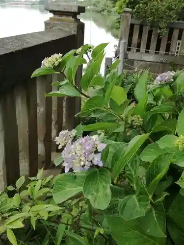 武蔵第六天神社の自然