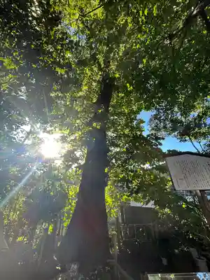 戸越八幡神社(東京都)