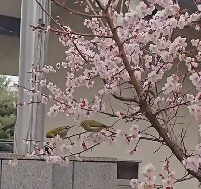 諏訪神社(東京都)