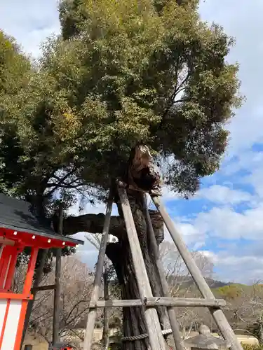 大覚寺(京都府)