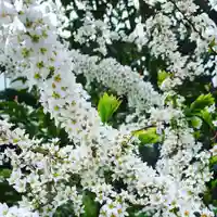 豊景神社の自然