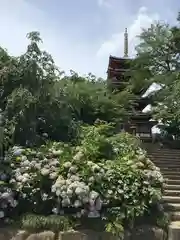 本土寺の自然