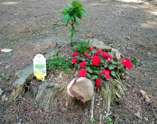 倶知安神社の自然