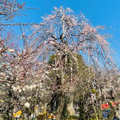 湯島天満宮の庭園