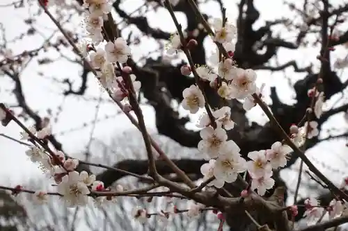 豊國神社の自然