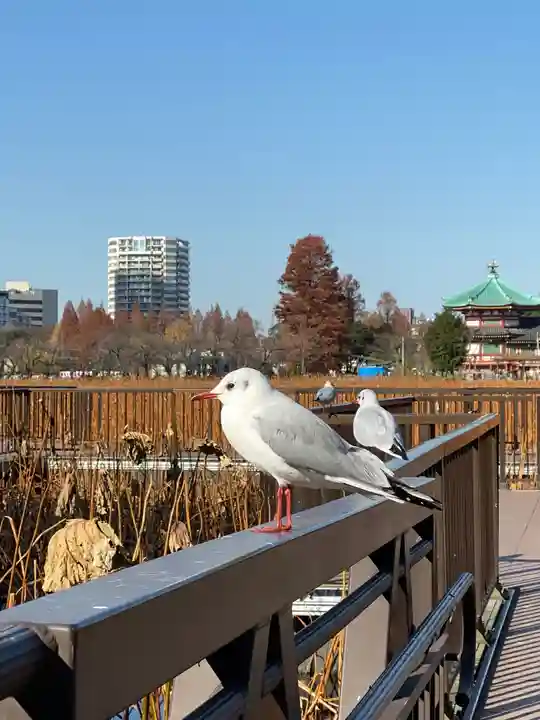 寛永寺不忍池弁天堂の動物