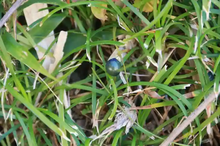 大六天麻王神社の自然