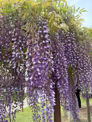 賀茂神社の{uncategorized: "未分類", other: "その他", undefined: "問題あり", building: "その他建物", grave: "お墓", sacred_gate: "鳥居", guardian: "狛犬", statue: "像", buddha: "仏像", history: "歴史", nature: "自然", garden: "庭園", animal: "動物", pagoda: "塔", temizu: "手水舎", mountain_gate: "山門・神門", sanctuary: "本殿・本堂", subordinate: "末社・摂社", art: "芸術", scenery: "景色", jizo: "地蔵", ema: "絵馬", goshuin: "御朱印", omikuji: "おみくじ", items: "授与品その他", amulet: "お守り", goshuincho: "御朱印帳", eats: "食事", festival: "お祭り", votive_dance: "神楽", shichigosan: "七五三参", wedding: "結婚式", experience: "体験その他", initially: "初詣", around: "周辺", anti_infection: "感染症対策"}