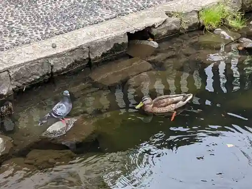 善知鳥神社の動物