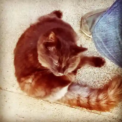 息栖神社の動物