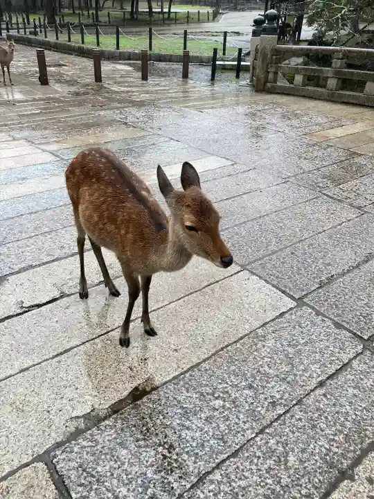 東大寺(奈良県)