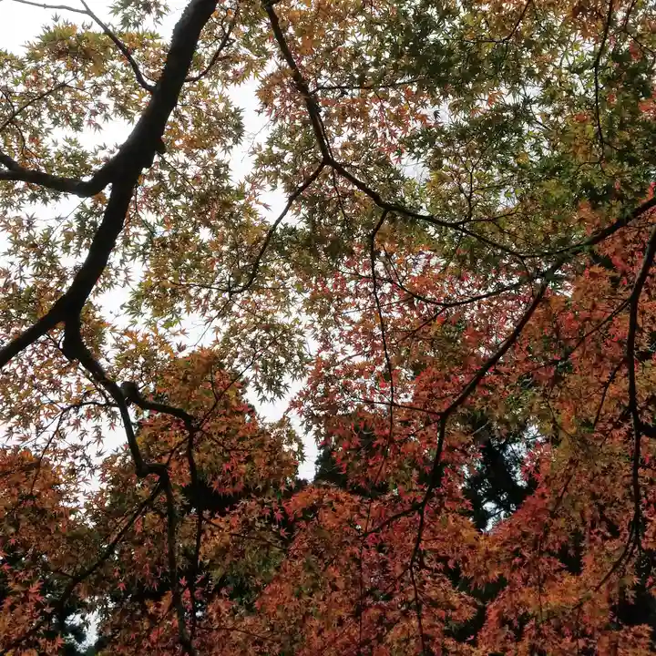 鹿島神宮の自然