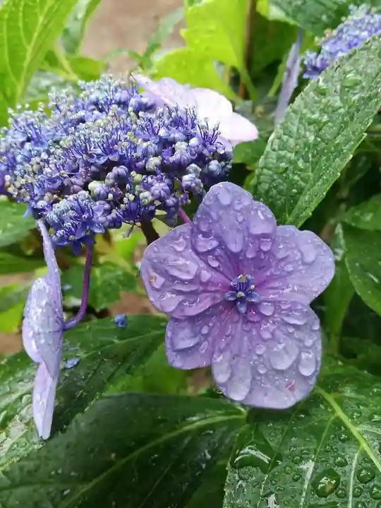 武蔵第六天神社の自然