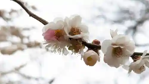 北野天満宮(京都府)