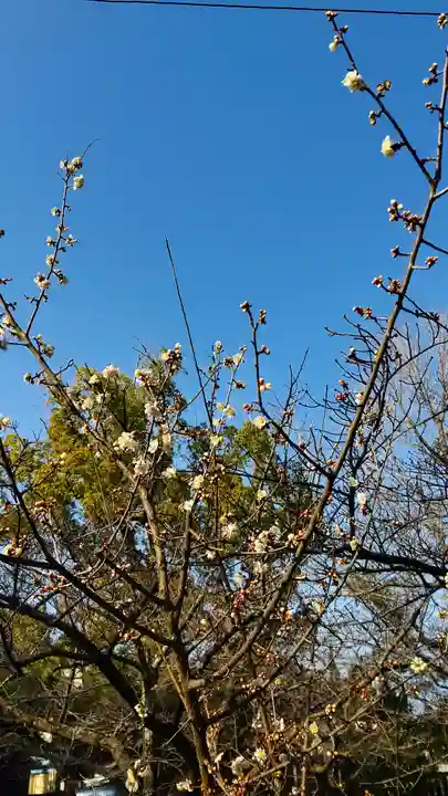 三津厳島神社の自然