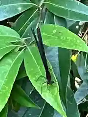 日枝神社の動物