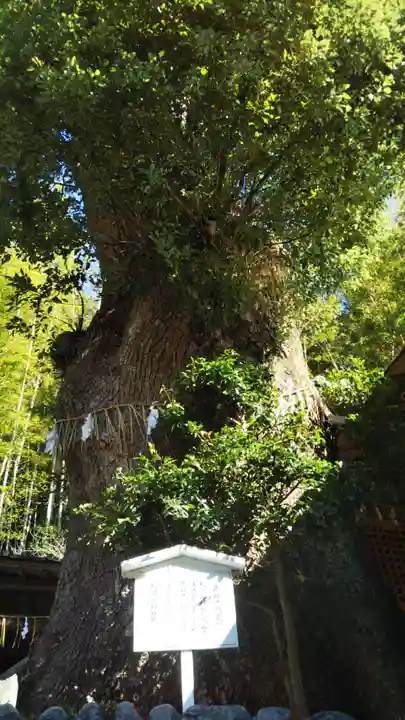 天満天神社の自然