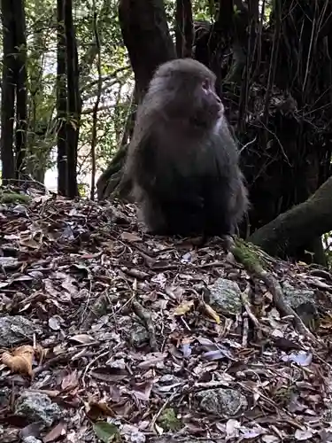 木魂神社(鹿児島県)