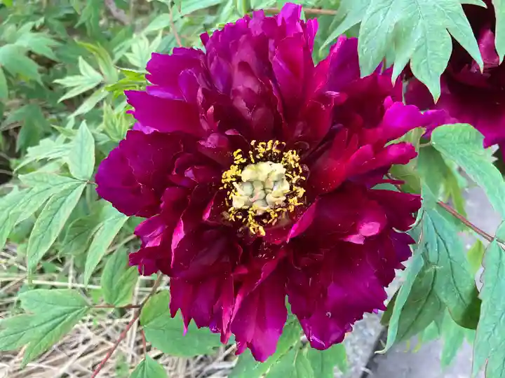 遠照寺(長野県)