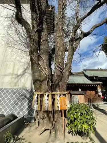 櫛田神社の自然