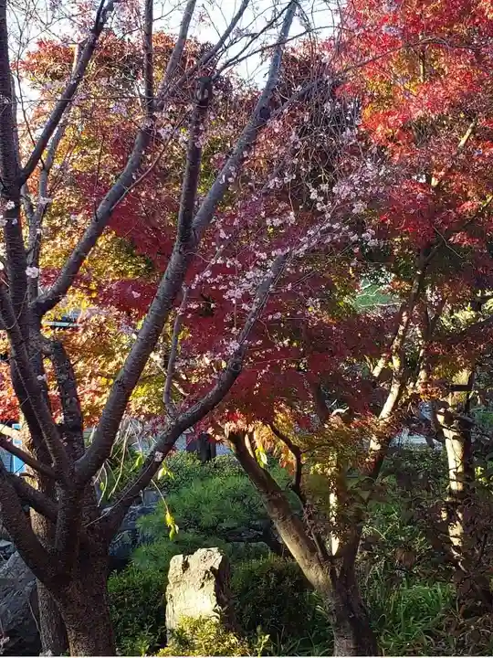 蓮華王院(三十三間堂)の自然