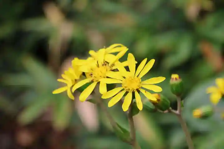 豊景神社の庭園