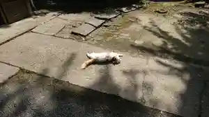 阿邪訶根神社の動物(2021年07月25日(日) 09時43分45秒投稿)