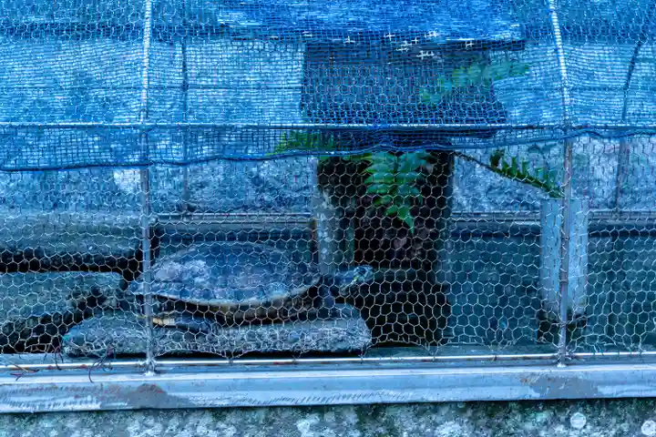 駒形神社(静岡県)