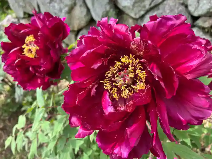 長谷寺の{uncategorized: "未分類", other: "その他", undefined: "問題あり", building: "その他建物", grave: "お墓", sacred_gate: "鳥居", guardian: "狛犬", statue: "像", buddha: "仏像", history: "歴史", nature: "自然", garden: "庭園", animal: "動物", pagoda: "塔", temizu: "手水舎", mountain_gate: "山門・神門", sanctuary: "本殿・本堂", subordinate: "末社・摂社", art: "芸術", scenery: "景色", jizo: "地蔵", ema: "絵馬", goshuin: "御朱印", omikuji: "おみくじ", items: "授与品その他", amulet: "お守り", goshuincho: "御朱印帳", eats: "食事", festival: "お祭り", votive_dance: "神楽", shichigosan: "七五三参", wedding: "結婚式", experience: "体験その他", initially: "初詣", around: "周辺", anti_infection: "感染症対策"}