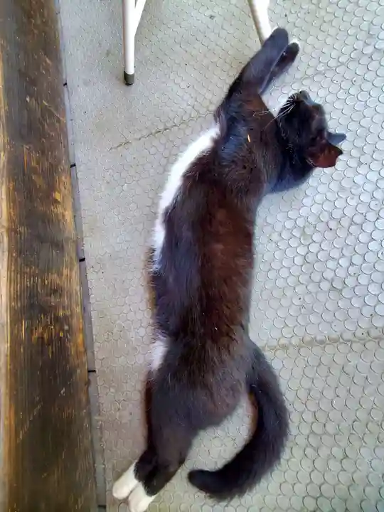 岡部春日神社~👹鬼門よけの🌺花咲く🌺やしろ~(福島県)