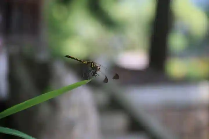 津嶋神社の自然