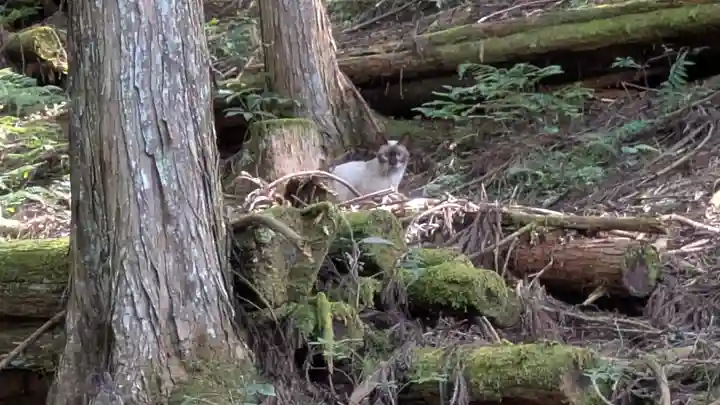 江文神社(京都府)