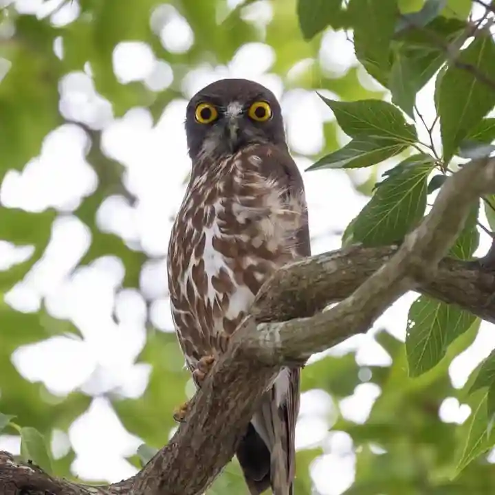 白山姫神社の動物