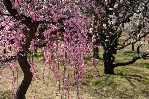 多治速比売神社の自然