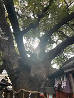 三島神社の{uncategorized: "未分類", other: "その他", undefined: "問題あり", building: "その他建物", grave: "お墓", sacred_gate: "鳥居", guardian: "狛犬", statue: "像", buddha: "仏像", history: "歴史", nature: "自然", garden: "庭園", animal: "動物", pagoda: "塔", temizu: "手水舎", mountain_gate: "山門・神門", sanctuary: "本殿・本堂", subordinate: "末社・摂社", art: "芸術", scenery: "景色", jizo: "地蔵", ema: "絵馬", goshuin: "御朱印", omikuji: "おみくじ", items: "授与品その他", amulet: "お守り", goshuincho: "御朱印帳", eats: "食事", festival: "お祭り", votive_dance: "神楽", shichigosan: "七五三参", wedding: "結婚式", experience: "体験その他", initially: "初詣", around: "周辺", anti_infection: "感染症対策"}