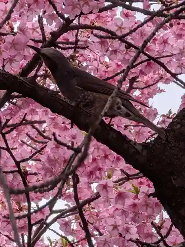 新宿下落合氷川神社(東京都)