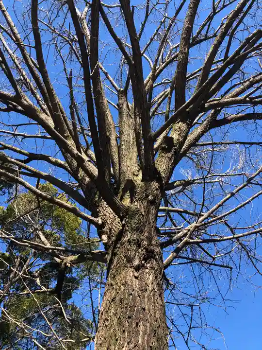 田無神社の自然