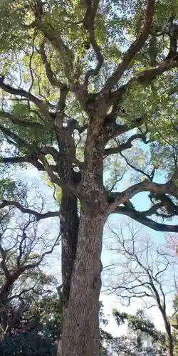 春日神社の自然